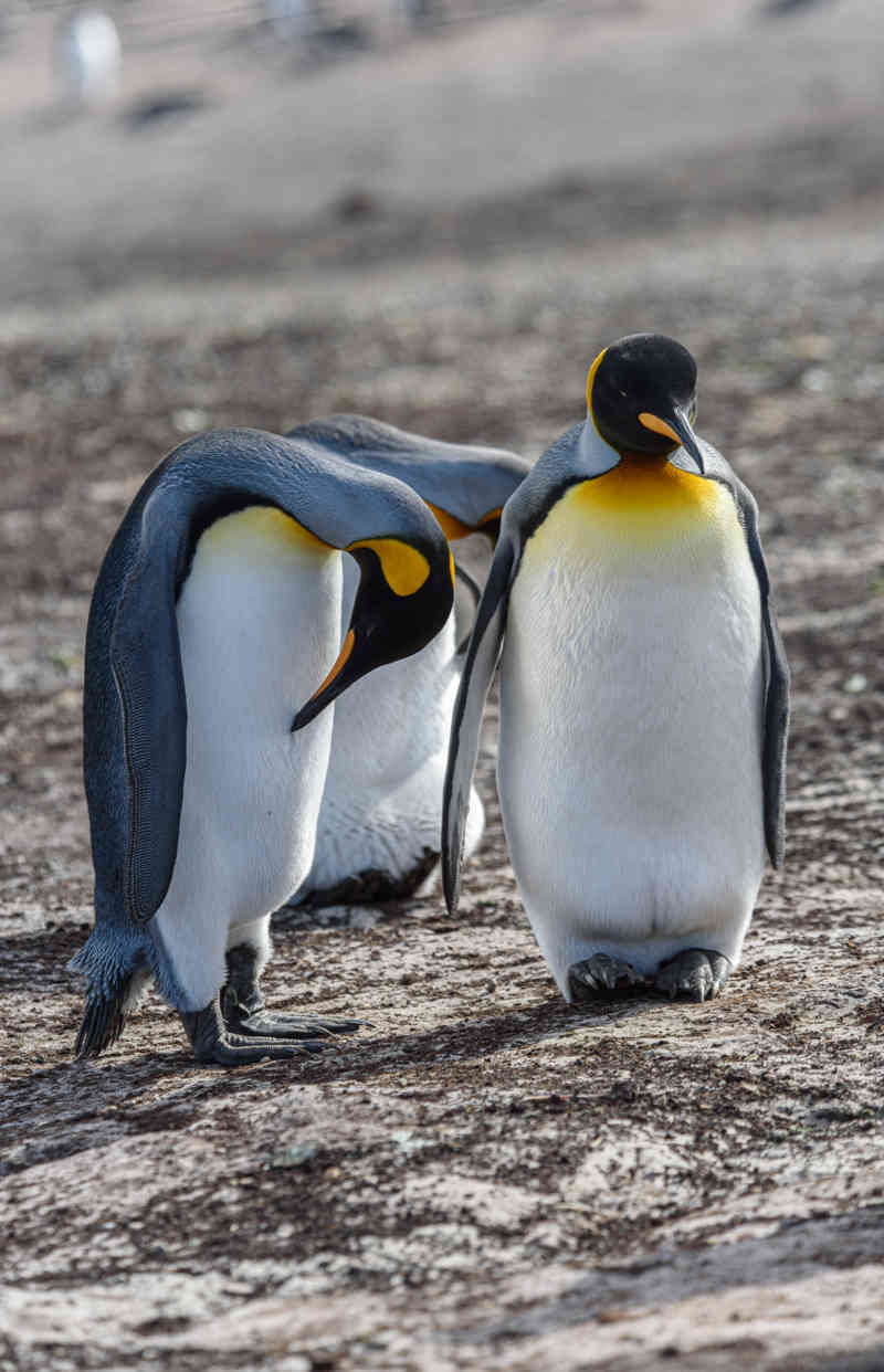 Pingüino Rey - islas Falkland o Malvinas 14.jpg